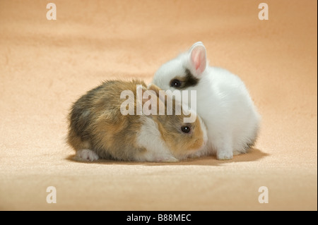 Dwarf Rabbits Two two dwarf rabbits - cut out Stock Photo - Alamy