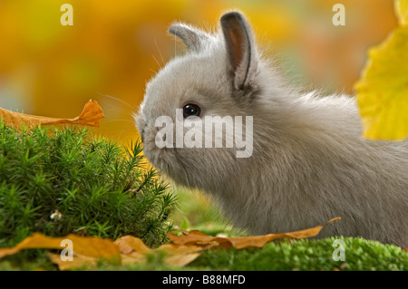 young dwarf rabbit on moss