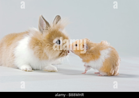 animal friendship : lion-headed dwarf rabbit and Golden hamster Stock Photo