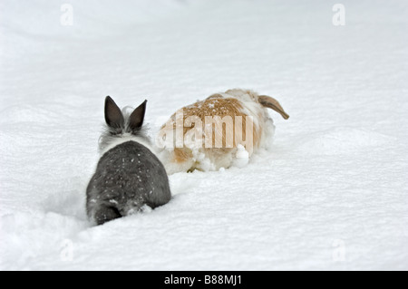 two dwarf rabbits in snow Stock Photo