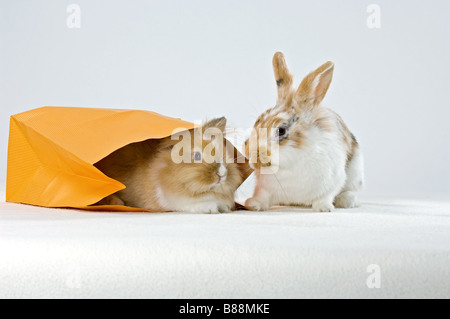 rabbit and lion-headed dwarf rabbit Stock Photo