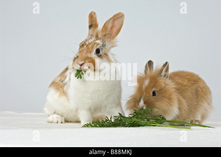 rabbit and lion-headed dwarf rabbit - munching Stock Photo