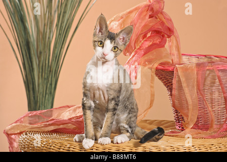 Devon Rex cat - sitting on basket Stock Photo
