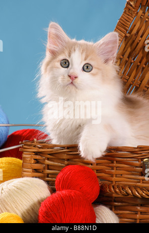 Siberian forest cat - kitten in basket Stock Photo