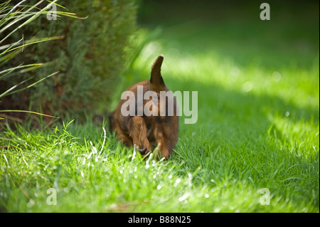 long-haired miniature dachshund dog - puppy on meadow Stock Photo