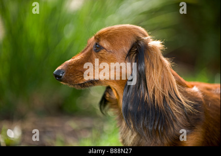 long-haired miniature dachshund dog - portrait Stock Photo