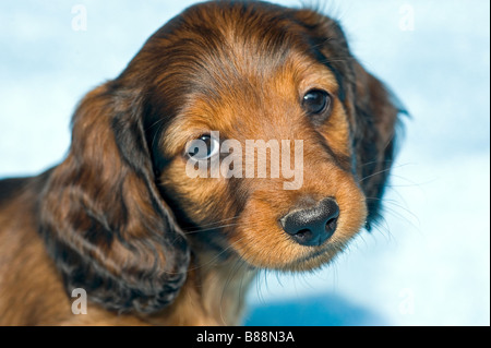 long-haired miniature dachshund dog - puppy - portrait Stock Photo