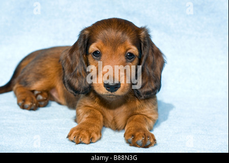 long-haired miniature dachshund dog - puppy on blanket