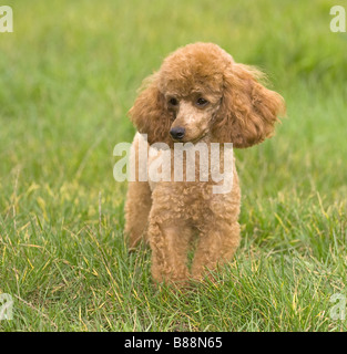 Poodle dog standing on grass Stock Photo - Alamy