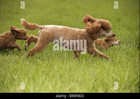 miniature poodle dog and two puppies - running on meadow Stock Photo