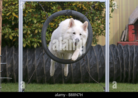 White Swiss Shepherd Dog jumping through a tyre Stock Photo