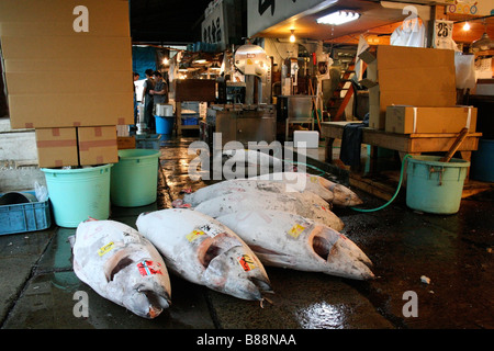 Frozen tuna at Tsukiji fish market, Tokyo Stock Photo
