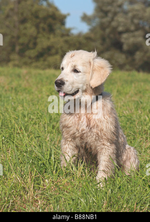 Golden Retriever. Dirty puppy sitting on a meadow Stock Photo