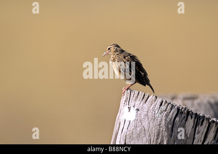 Jerdon's Bushlark on tree stump / Mirafra affinis Stock Photo