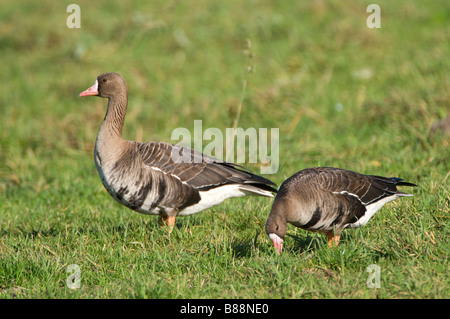 two Greater White-fronted geese - on meadow Stock Photo