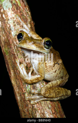 Giant broad-headed treefrog (Osteocephalus taurinus) Stock Photo