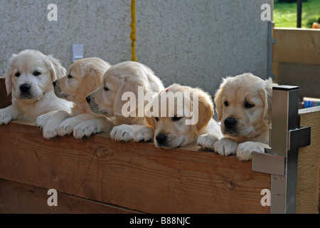 five Golden Retriever puppies Stock Photo