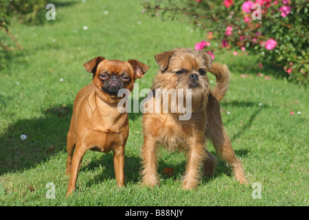Petit Brabancon and Griffon Belge dog Stock Photo