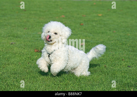 Bichon a poil frisé dog on running on a meadow Stock Photo