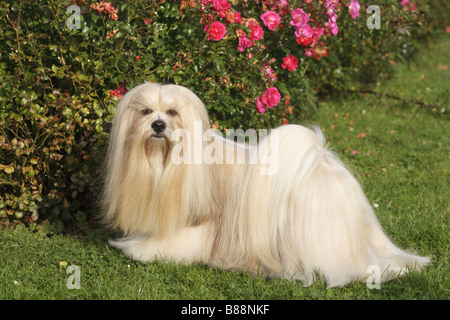 Lhasa Apso dog on meadow Stock Photo