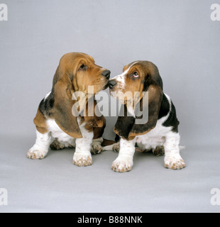 two basset puppies - sitting Stock Photo