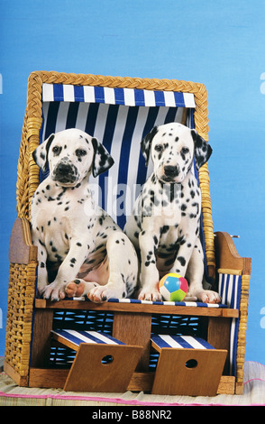 Dalmatian. Two puppies sitting in a in beach chair Stock Photo