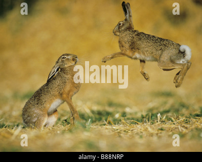 two European Hares - jumping / Lepus europaeus Stock Photo
