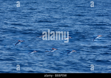Flying Fish (Exocoetus volitans). Uses large pectoral fins to glide in air Stock Photo