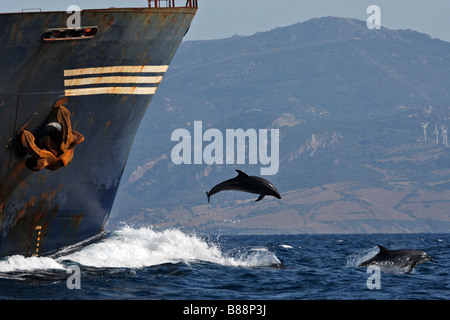 Bottlenose Dolphin (Tursiops truncatus). Two individuals jumping in front of a ship in the Strait of Gibraltar Stock Photo
