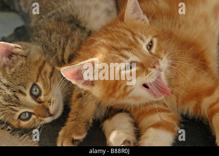 kittens playing Stock Photo