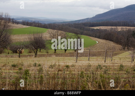Farmland and Fruit tree Orchards in Rural Pennsylvania Stock Photo