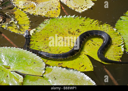 Banded water snake Nerodia fasciata fasciata atop water lily pad at Kanapaha Botanical Gardens Gainesville Florida Stock Photo