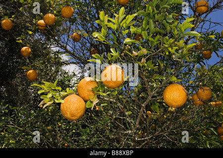 hybrid C Trifoliate orange citrus sp X Poncirus trifoliata This hybrid is an attempt to breed more cold hardy citrus Stock Photo
