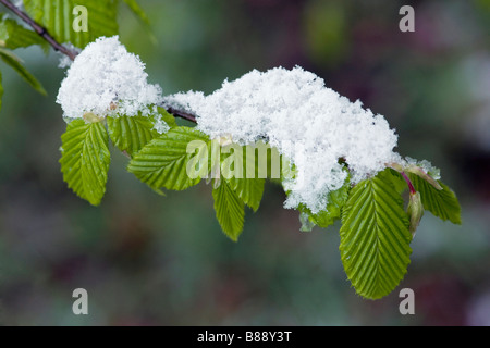 New leaves of hornbeam Carpinus betulus with snow in April Stock Photo