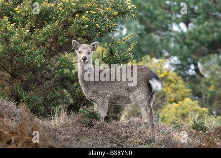 Sika Deer Cervus nippon young female Stock Photo