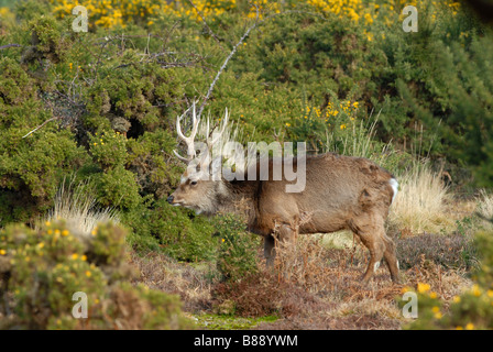 Sika Deer Cervus Nippon big buck Stock Photo