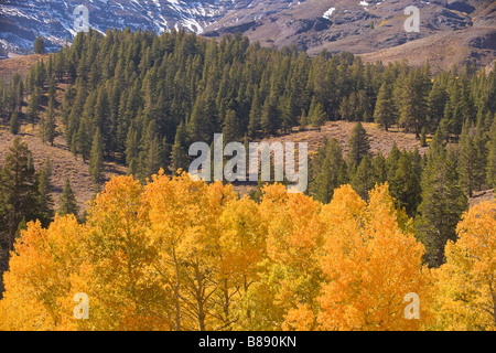 aspen (Populus tremuloides) trees in fall colors Sonora Pass Sierra Nevada Mountains California United States of America Stock Photo