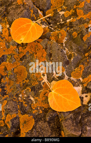 fall aspen (Populus tremuloides) tree leaves on a lichen covered rock Sonora Pass Sierra Nevada Mountains California Stock Photo