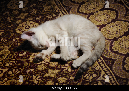 Portrait of young white bengal cat sleeping Stock Photo