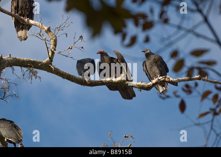 Turkey vultures Cathartes aura and Black vultures Coragyps atratus sitting on tree limb Stock Photo