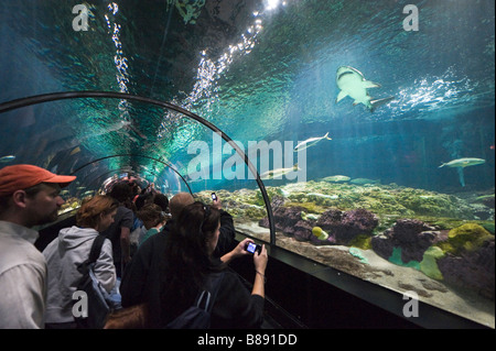 Underwater viewing tunnel at the Shark Encounter, Sea World, Orlando, Central Florida, USA Stock Photo
