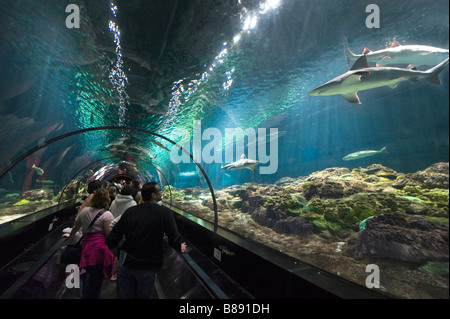 Underwater viewing tunnel at the Shark Encounter, Sea World, Orlando, Central Florida, USA Stock Photo