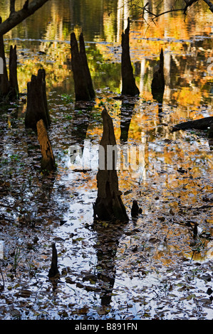 fall colors reflected in Manatee Springs along the Suwannee River North Florida Stock Photo