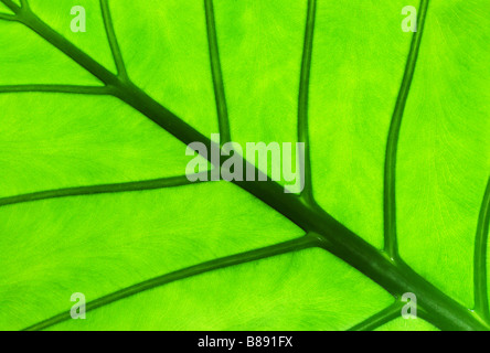 detail of an Alocasia leaf with see through light showing texture Stock Photo