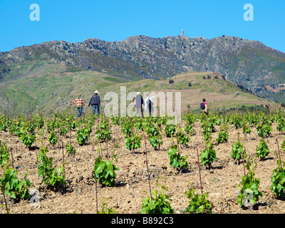 A Slow Food picnic in 'The Lord's Vineyards', near Banyuls, France. Stock Photo