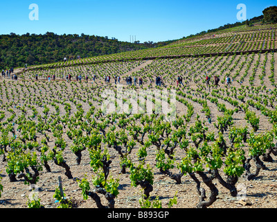 A Slow Food picnic in 'The Lord's Vineyards', near Banyuls, France. Stock Photo