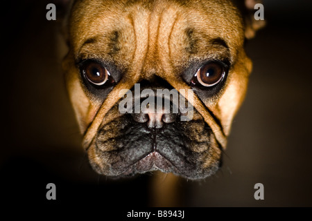 Pet Friend French Bulldog Portrait Shallow DOF Focus on Eyes Stock Photo