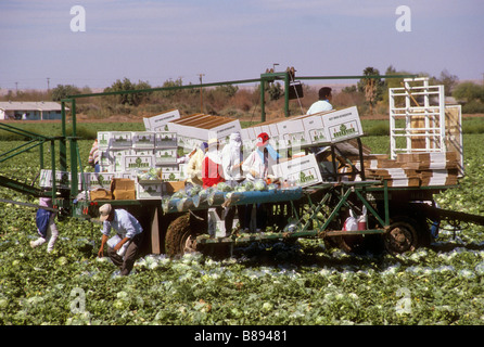 Lettuce harvest crew with machine Stock Photo