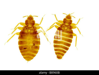 Bed-bug (Cimex lectularius) Male and female. on white background. Stock Photo