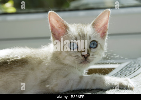A snowy Bengal kitten playing on the floor Stock Photo